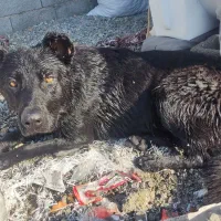 سگ ژرمن شپرد بلک