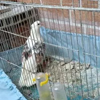 فروش و معاوضه طوقی دوکت زاغ آبادانی بمبوئی