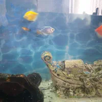 اکواریوم با تمام تجهیزات و ماهی