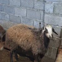 فروش گوسفند (نر)نژاددار مخصوص تخمی