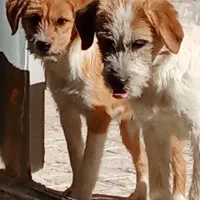 سگ پاکوتاه|سگ|اسلام‌شهر, مطهری|دیوار