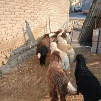 بره نره شیرمس درجه یک برای پرواربندی