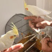 عروس هلندی|پرنده|سمیرم, |دیوار