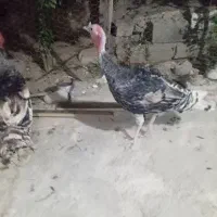 بوقلمون|حیوانات مزرعه|فیروزآباد (فارس), |دیوار