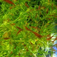 شریمپ ردفایر