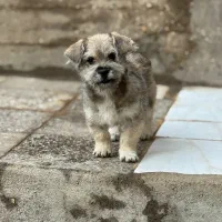 توله شیتزو تریر۴ماهه قیمت یک میلیون و دویست|سگ|خرمآباد, |دیوار