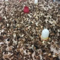 جوجه اردک و گلپایگان ۱ روزه تا ۳ ماهه