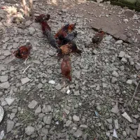 ۱۵ عدد نیمچه   سالم