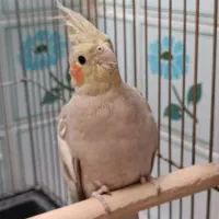 عروس هلندی نژاد دارچینی|پرنده|تاکستان, |دیوار