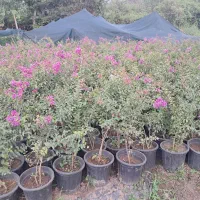 گلکاری باغبانی فضای سبز|خدمات باغبانی و درختکاری|واجارگاه, |دیوار