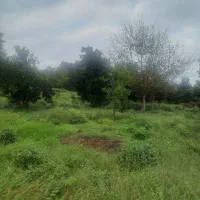 کومله لنگرود فروش زمین ۲۰۰۰متری|فروش زمین و ملک کلنگی|کومله, |دیوار