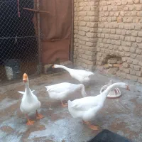 غاز قو غاز|حیوانات مزرعه|گنبد کاووس, |دیوار