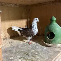 کفتر های ماده پرشی