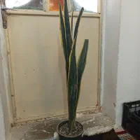 گل  لب طلایی کاشمر