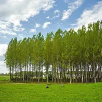 خرید نهال صنوبر ارزان و باکیفیت برای کشاورزی