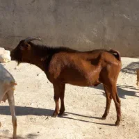 ساورین مورسیا