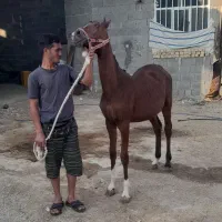 مادیان ونریان