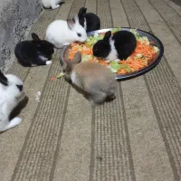 بچه خرگوش