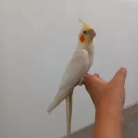 عروس هلندی لوتینو|پرنده|مهریز, |دیوار