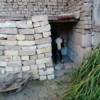 بره شیری ماده|حیوانات مزرعه|دهق, |دیوار