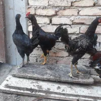مرغ و خروس رسمی نژاد گلین