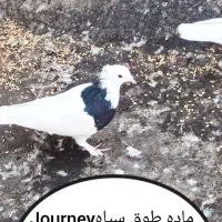 کفتر جوان بی عیب  ۰۰|پرنده|شیراز, پودنک|دیوار