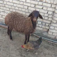 بره نر افشاری حدود ۲۵ کیلو