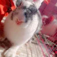 خرگوش|موش و خرگوش|بوکان, |دیوار
