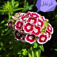 بذرگل های فصلی|گل و گیاه طبیعی|کرمان, |دیوار