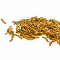 پک ۱۰۰ گرمی میلورم زنده درجه یک|خزنده|تهران, نیروی دریایی|دیوار