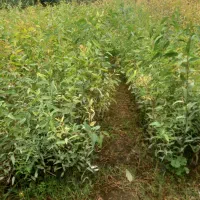 نهال اوکالیپتوس بااصلاح ریشه نایلیکس|گل و گیاه طبیعی|مزرعه کتول, |دیوار