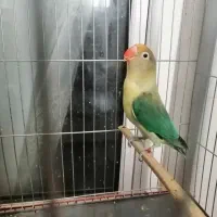 دوعددکوتوله نربرزیلی بالغ کاردادهطوطی