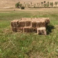 گیاه|گل و گیاه طبیعی|خلخال, |دیوار