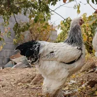 خروس برهما|حیوانات مزرعه|بن, |دیوار