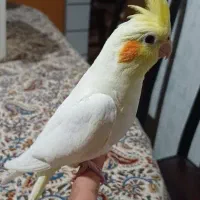 جوجه عروس۴۵روزه