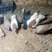 کفتر رنگی|پرنده|دشتابی, |دیوار