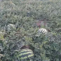 هنداونه درجه یک