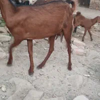 بز فروشی نسل دوتای