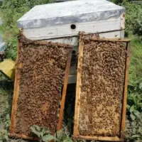 عسل بهاری ومحلی سبلان اردبیل|خوردنی و آشامیدنی|صفادشت, |دیوار