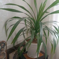 گل طبیعی