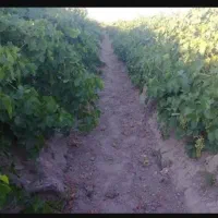 دو جریب باغ در افسریه جوکار