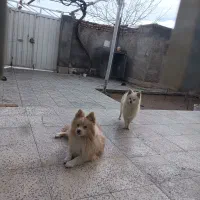 سگ پامر|سگ|سامن, |دیوار