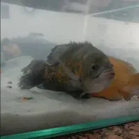 ماهی آکواریومی