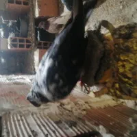کغتر|پرنده|گرگان, |دیوار