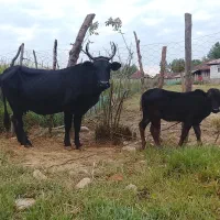گاوچالوسی باگوساله ماده
