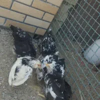 مرغ گلین و لری