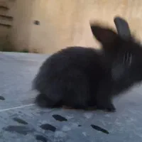 خرگوش لوپ بامزه