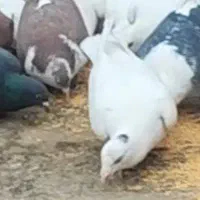 کفتر یا کبوتر گمشده|حیوانات|قوچان, |دیوار