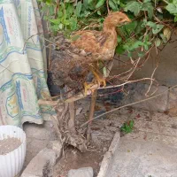 دوعدد جوجه 70روزه