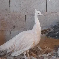 فروش طاووس ماده مصری وسفید|حیوانات مزرعه|کرمان, |دیوار